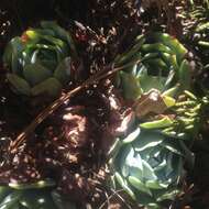 Image of hens and chicks