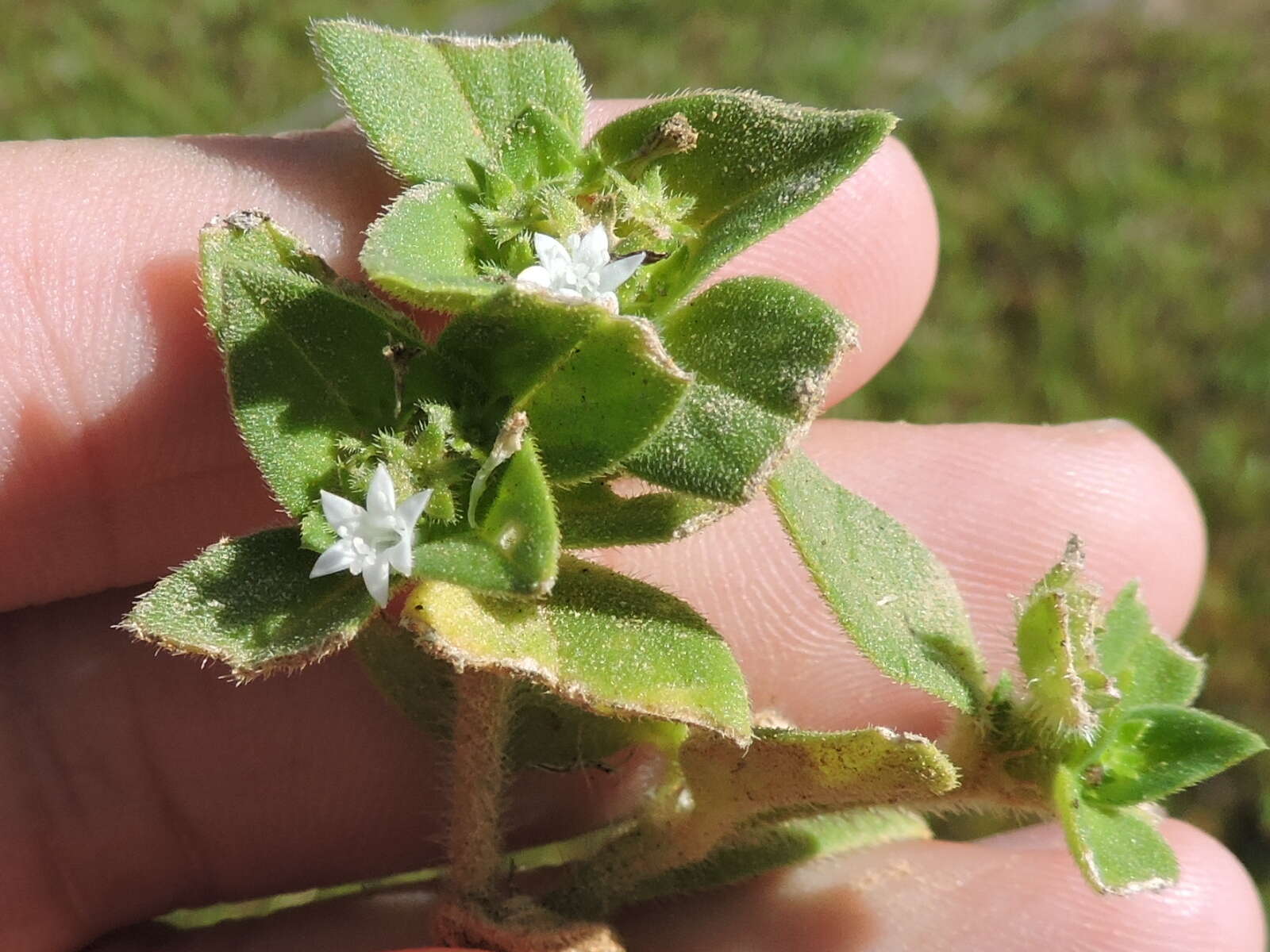 Image of rough Mexican clover