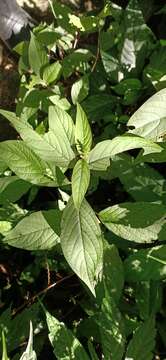 Image of Achyranthes aspera var. rubrofusca (Wight) Hook.