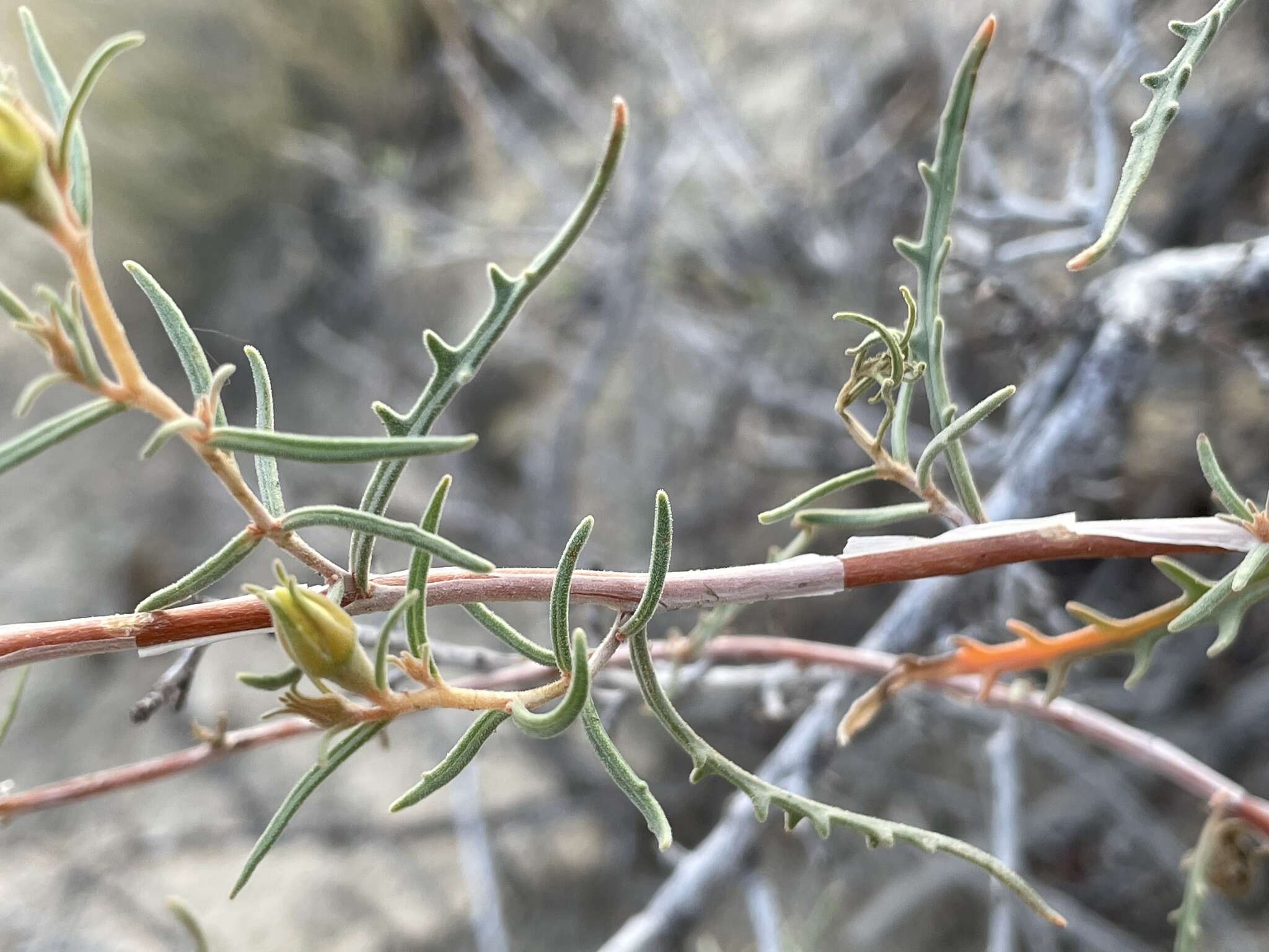 Image of Mentzelia sivinskii J. J. Schenk & L. Hufford