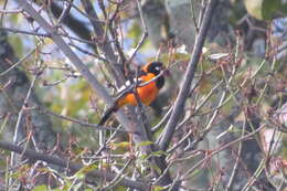 Image of Venezuelan Troupial