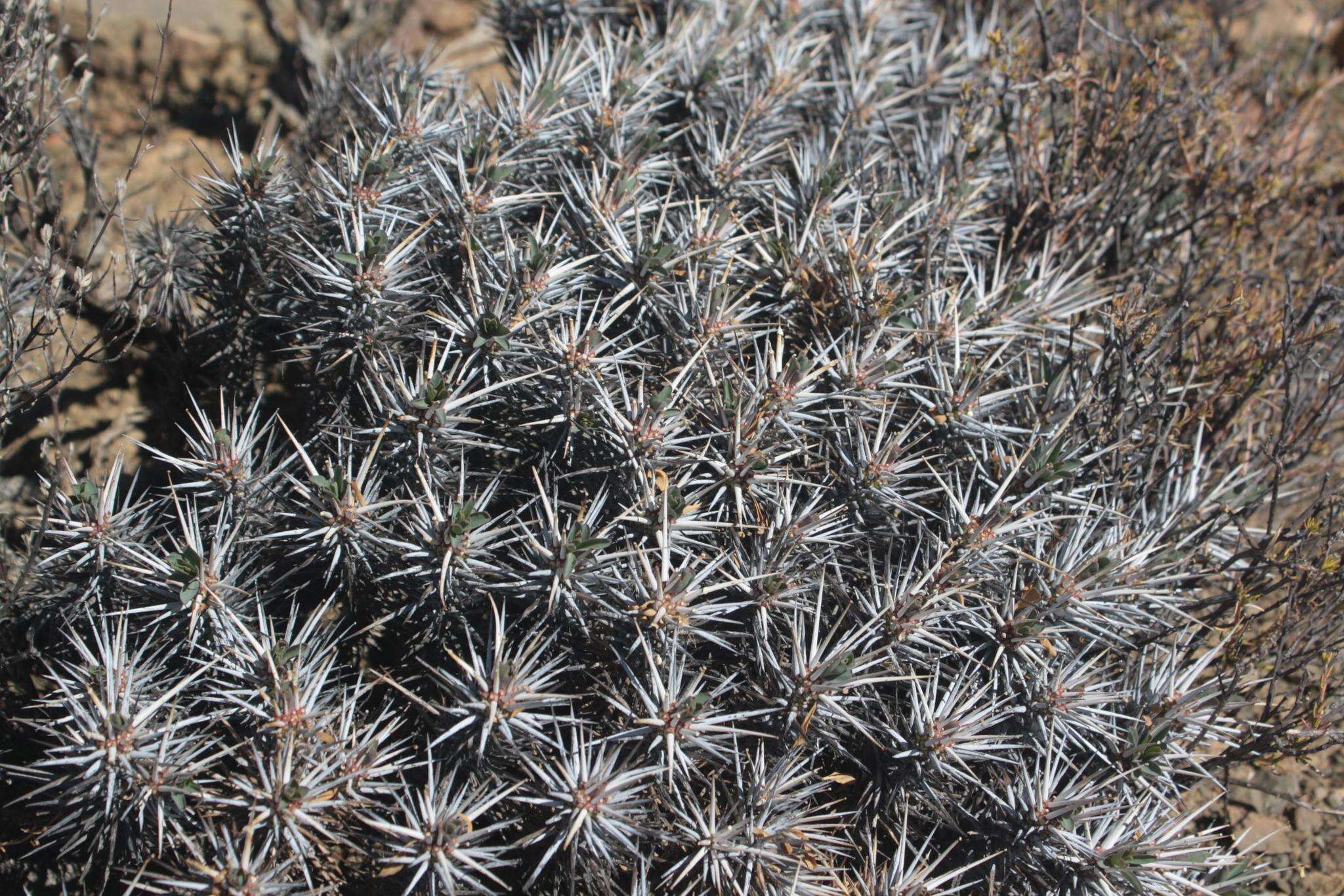 Euphorbia loricata Lam. resmi