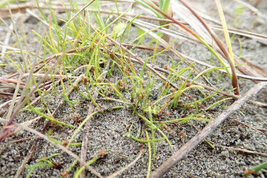 Image of Isolepis basilaris Hook. fil.