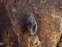 Image of Pardalinops