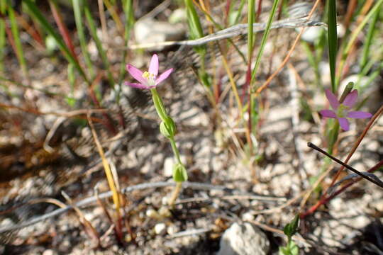 Image of branched centaury