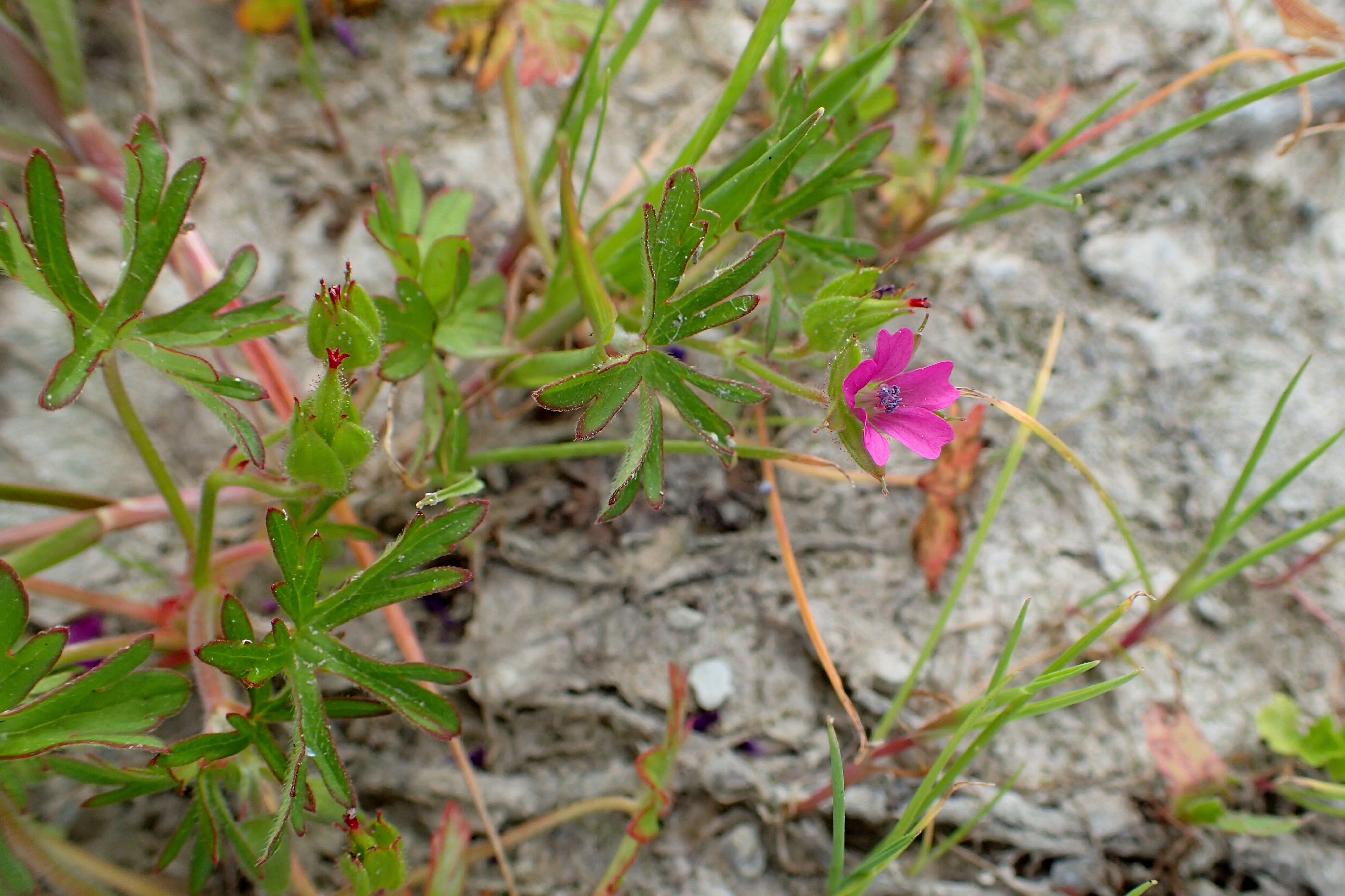 Image of cut-leaved cranesbill