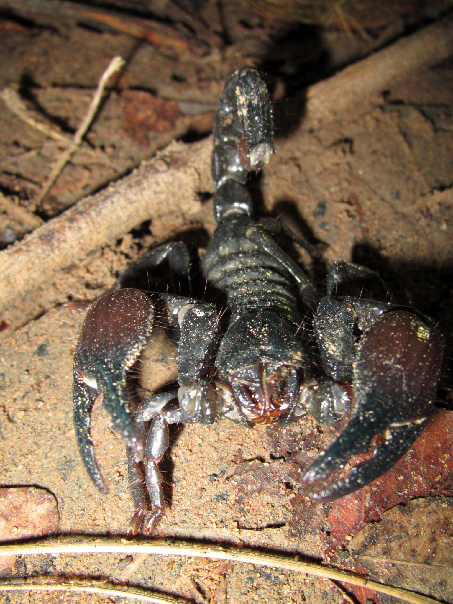 Pandipalpus viatoris (Pocock 1890) resmi