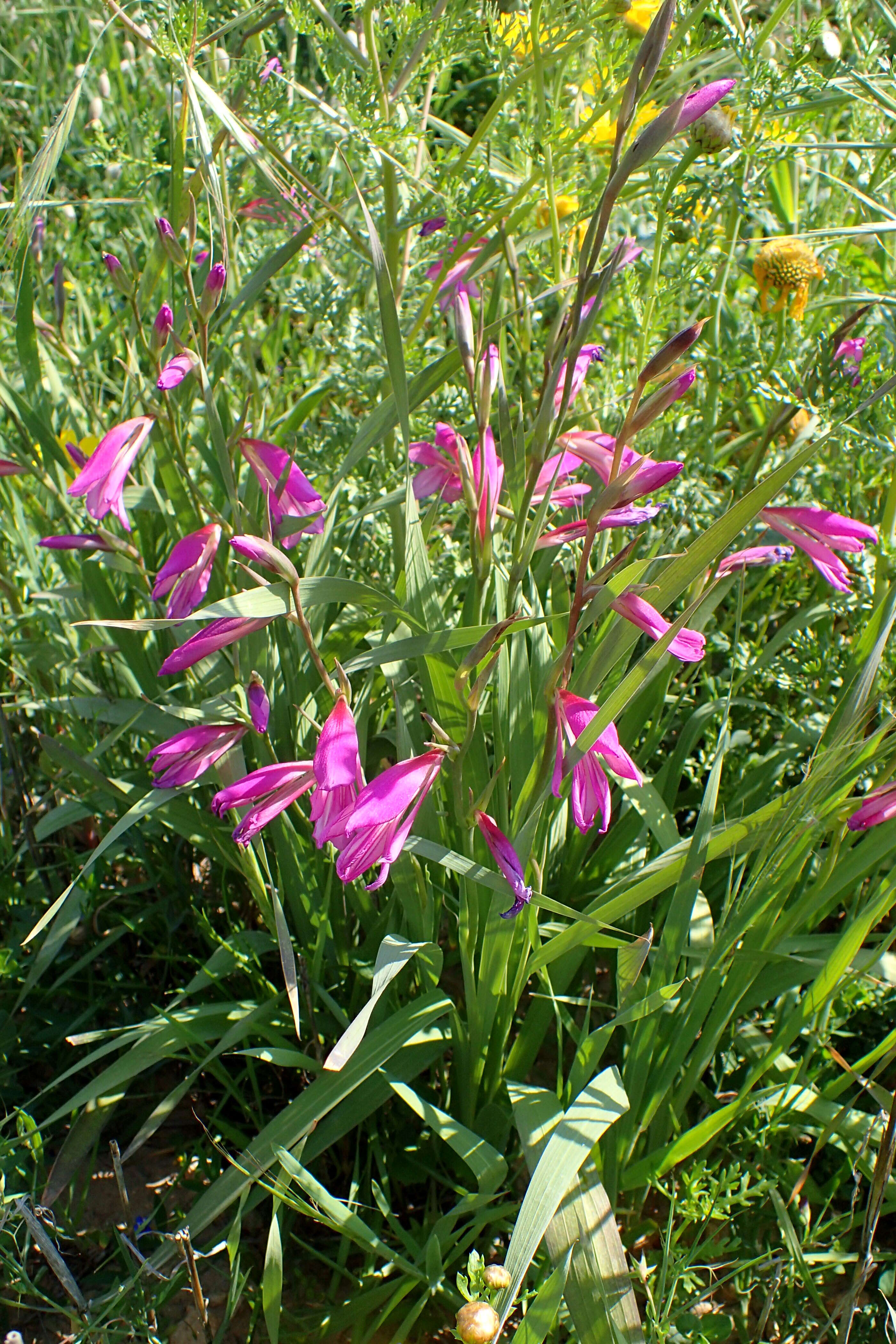 Image of Common Sword Lily