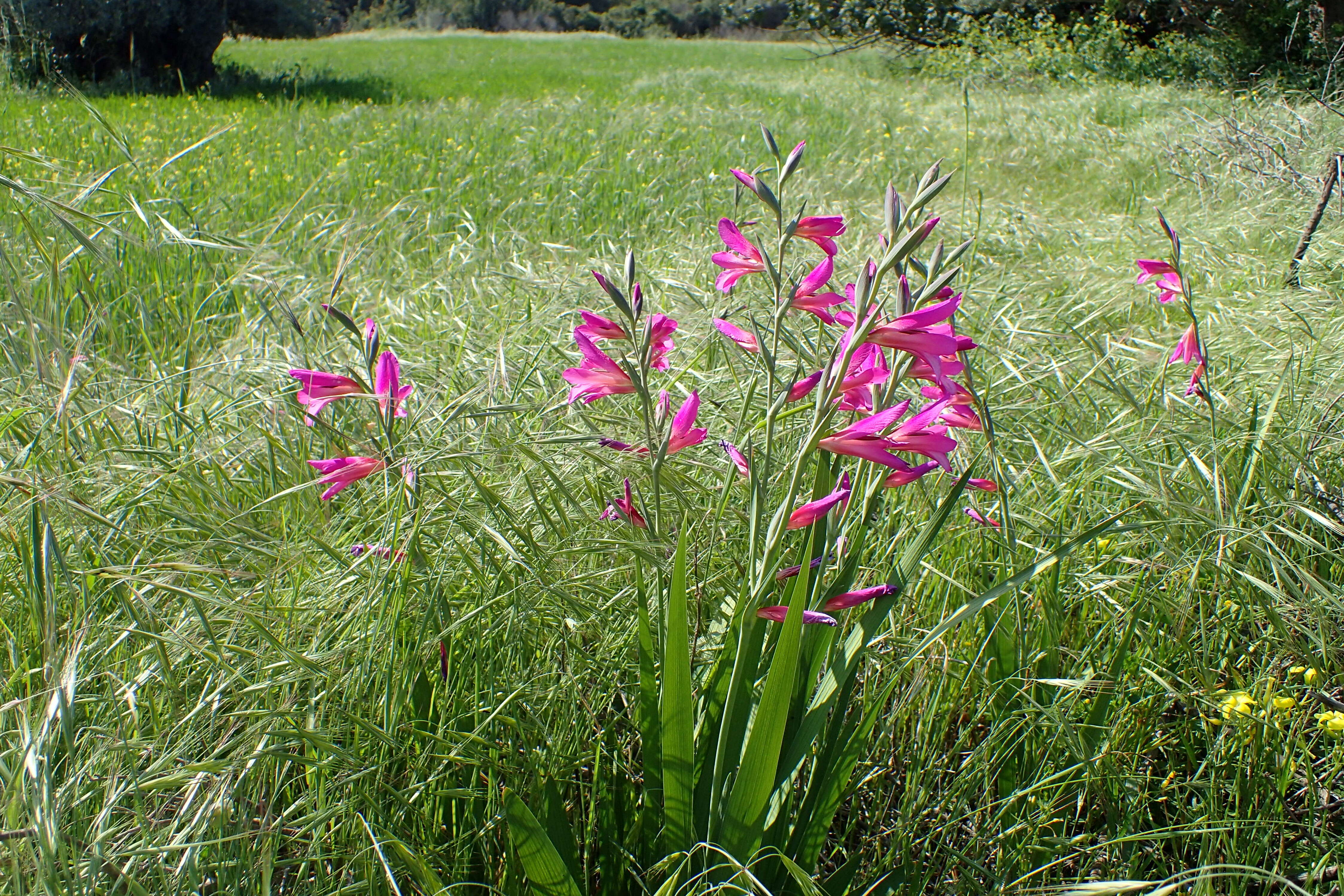 Image of Common Sword Lily