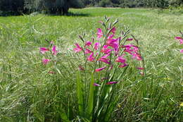 Image of Common Sword Lily