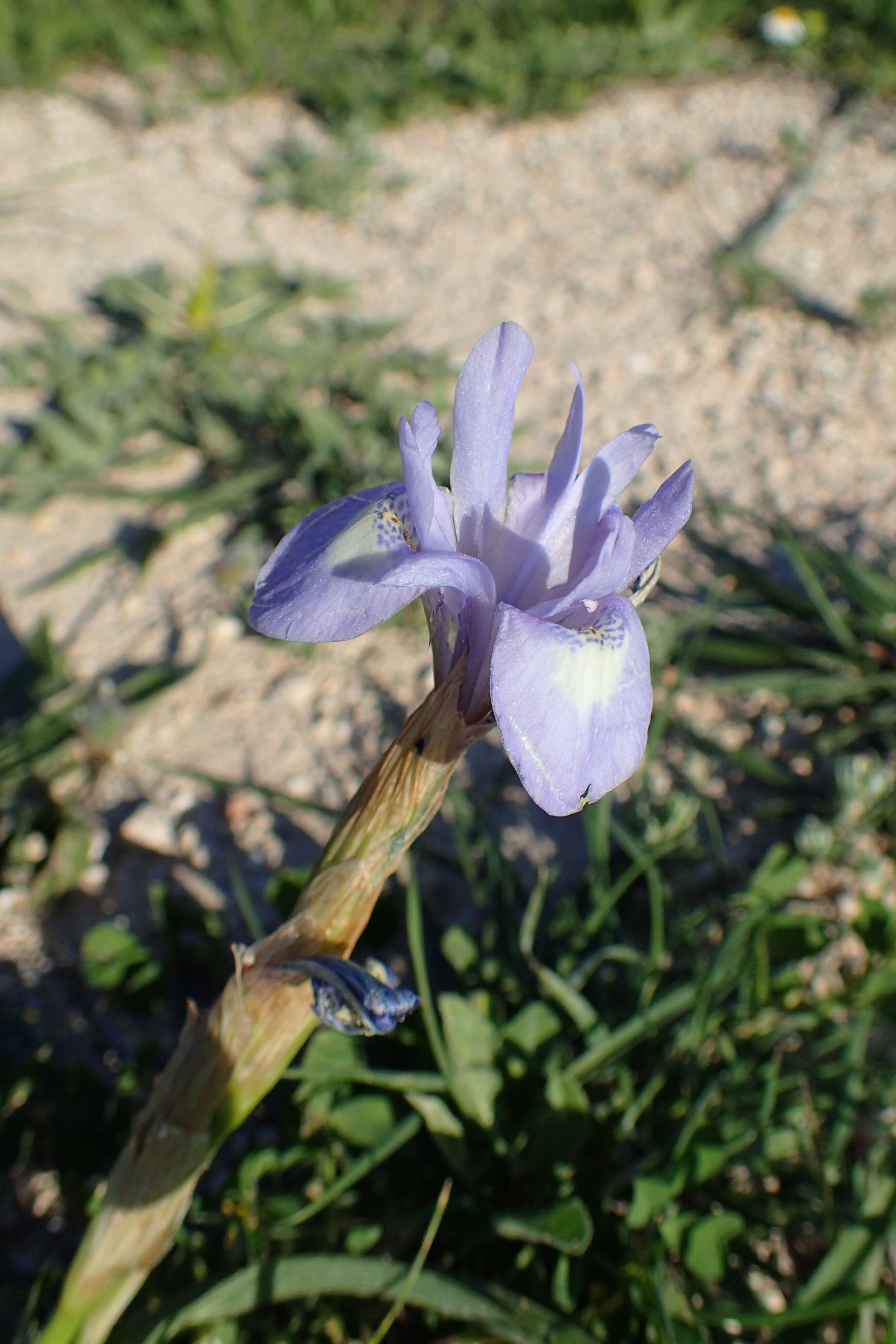 Image of Barbary Nut Iris