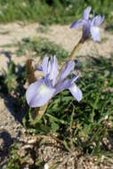 Plancia ëd Moraea sisyrinchium (L.) Ker Gawl.