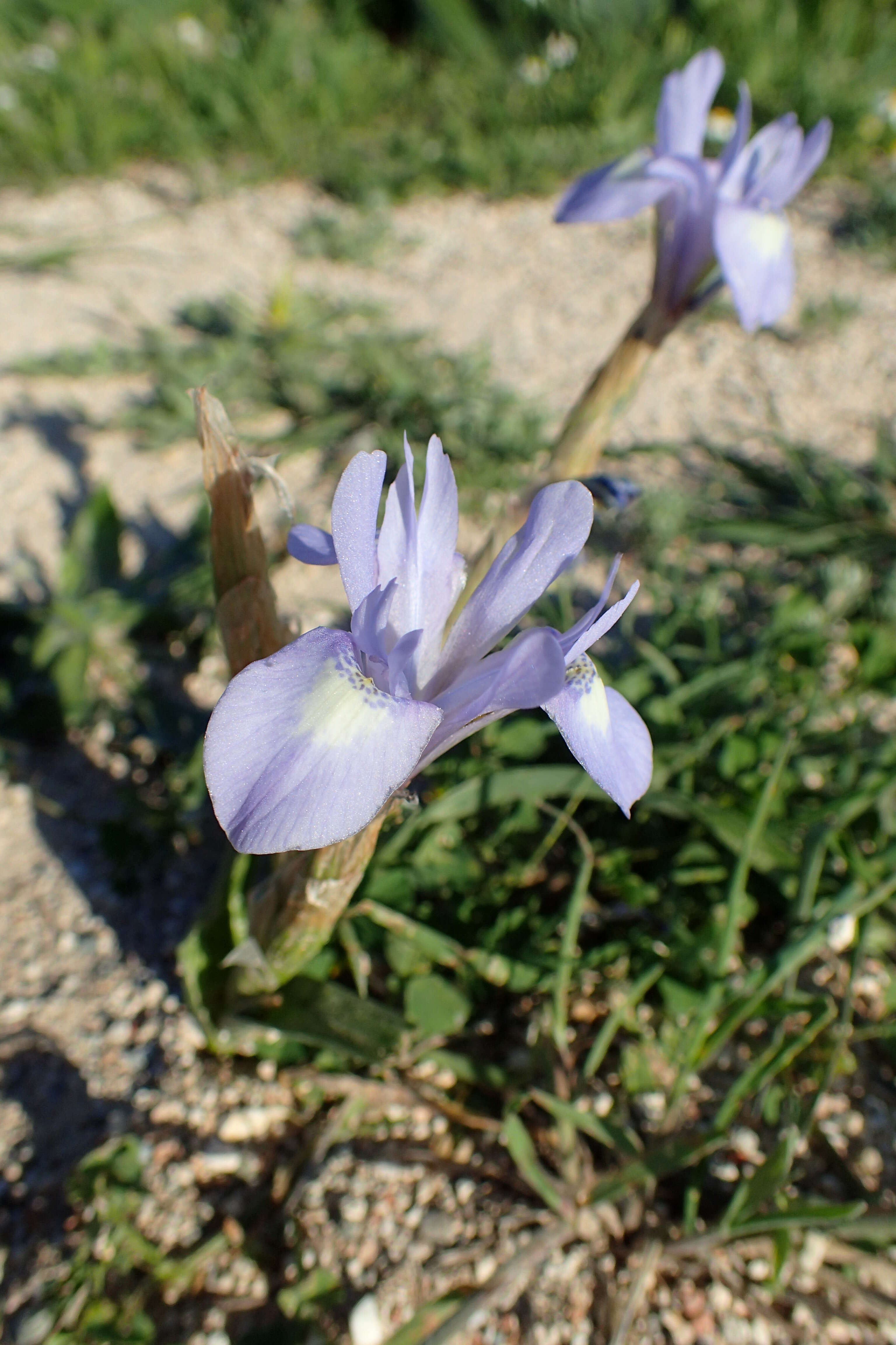 Image of Barbary Nut Iris