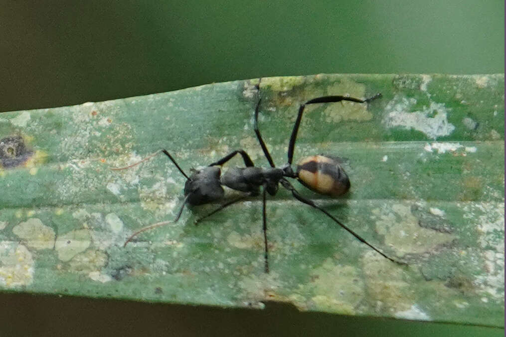 Image de Camponotus banghaasi Emery 1903