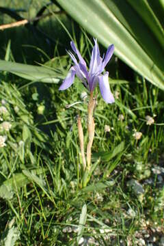 Image of Barbary Nut Iris