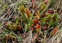 Image of southern purple pitcherplant