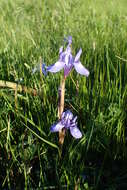 Image of Barbary Nut Iris