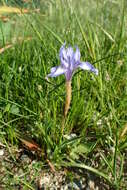 Image of Barbary Nut Iris