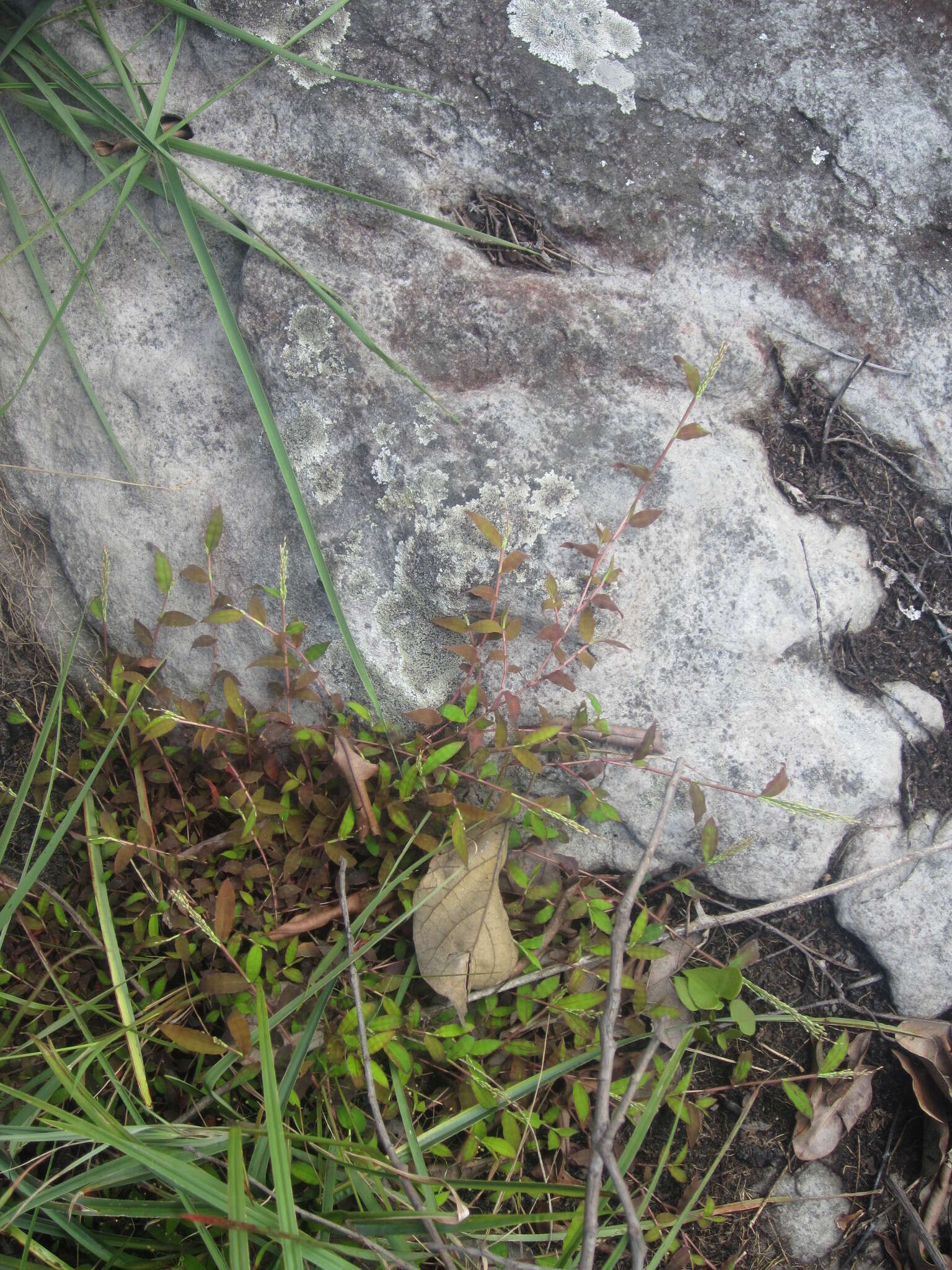 Image of Brachiaria bemarivensis A. Camus