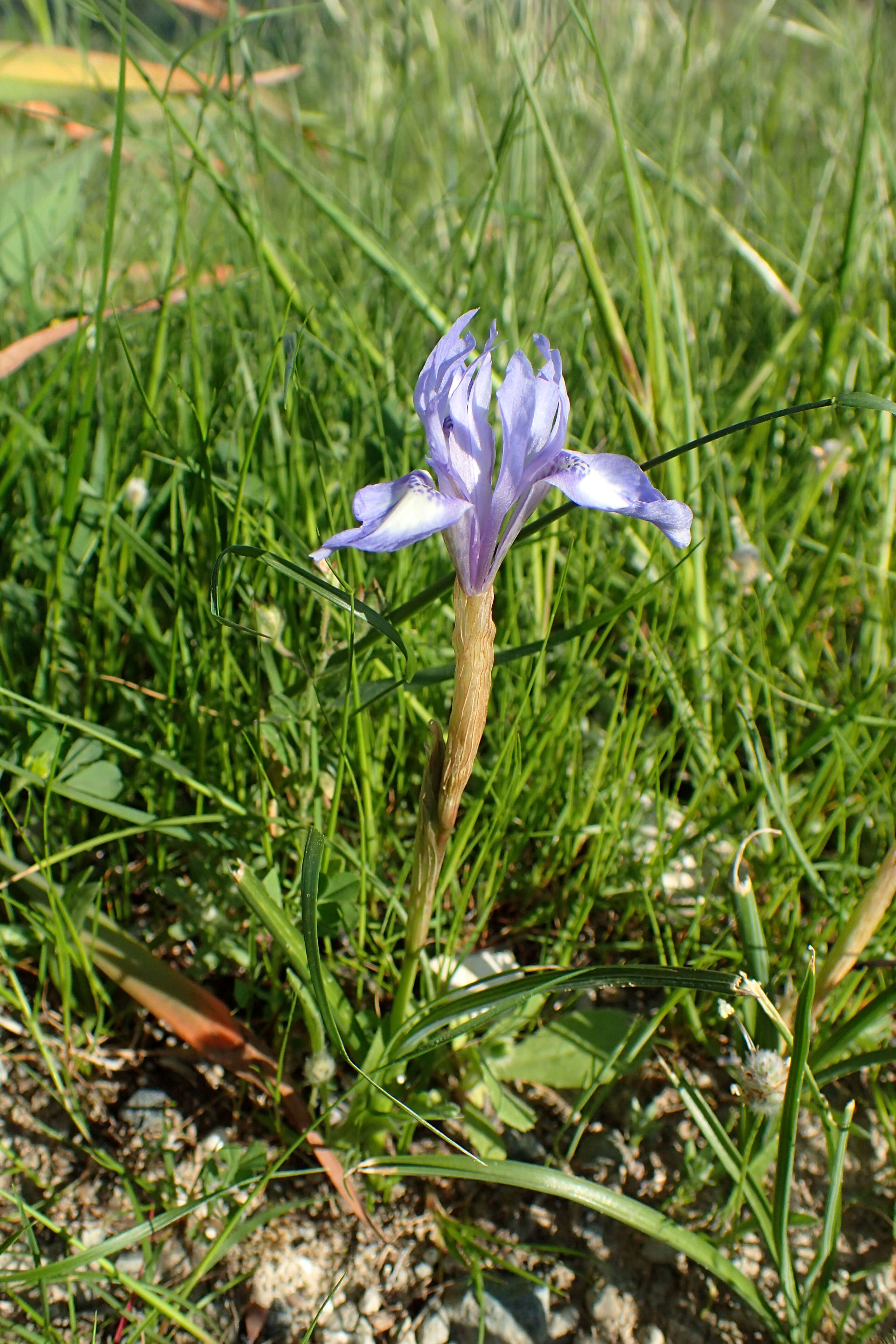 Plancia ëd Moraea sisyrinchium (L.) Ker Gawl.