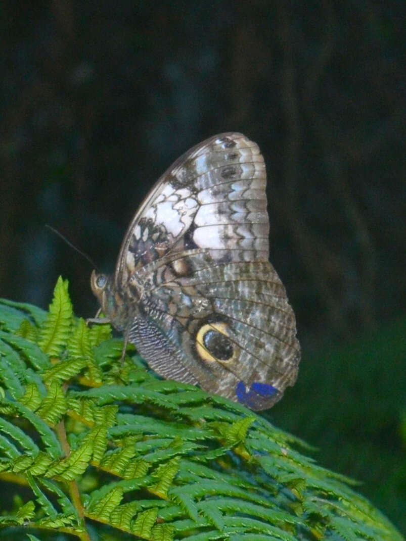 Imagem de Caligo martia Latreille & Godart 1824