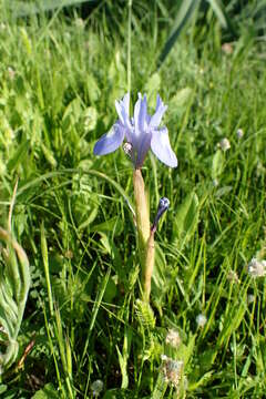 Image of Barbary Nut Iris