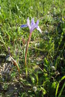 Plancia ëd Moraea sisyrinchium (L.) Ker Gawl.