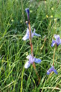 Image of Barbary Nut Iris