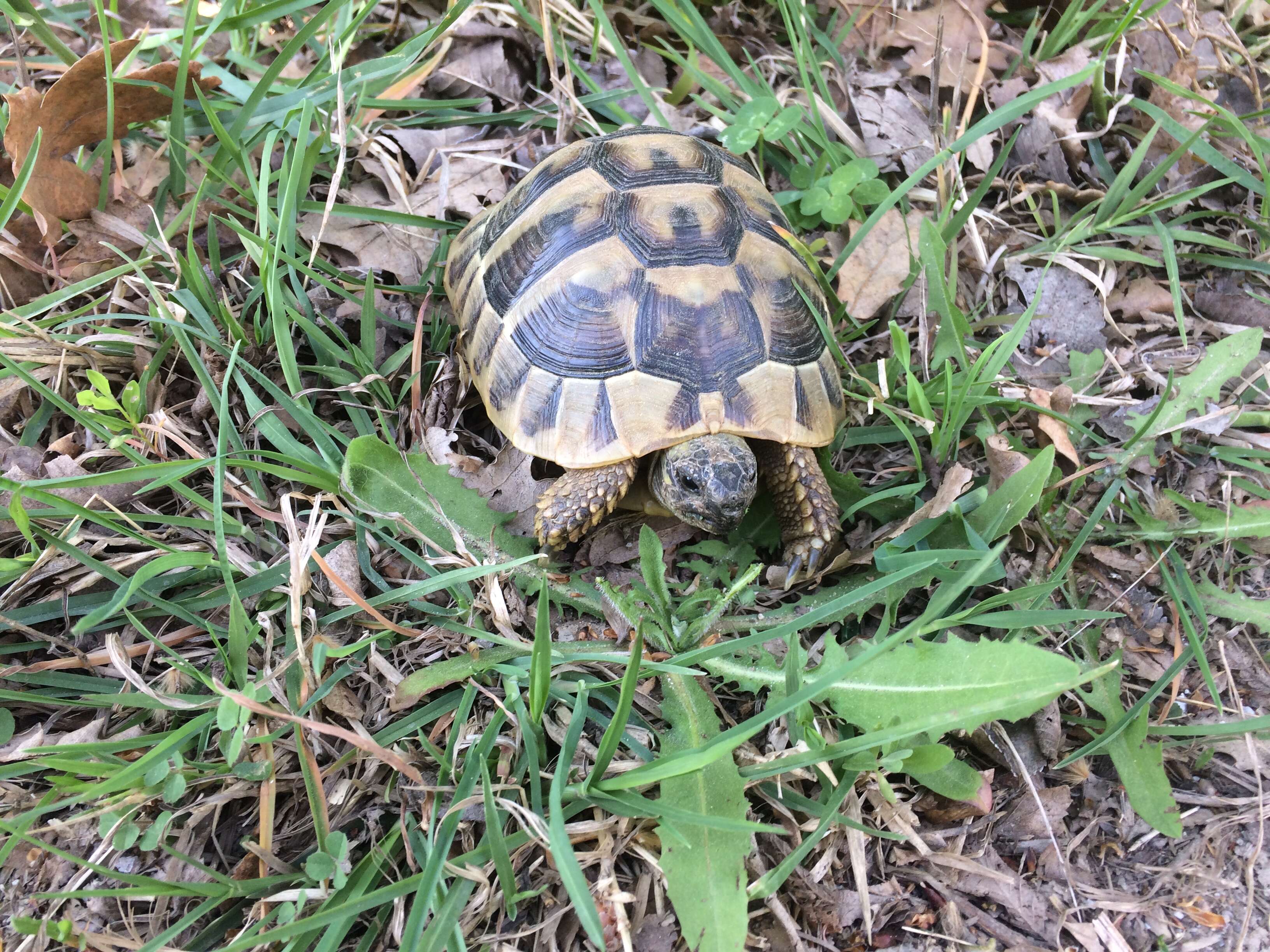 Image of Hermann's Tortoise