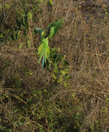 Image of Ring-necked Parakeet