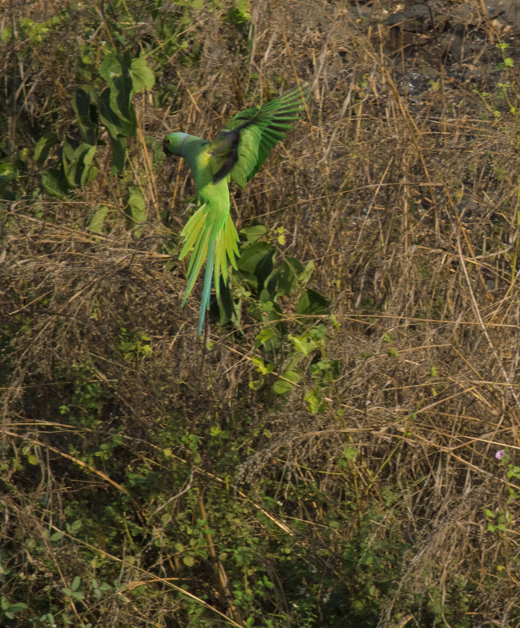 Image of Ring-necked Parakeet