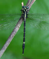 Imagem de Macrogomphus lankanensis Fraser 1933