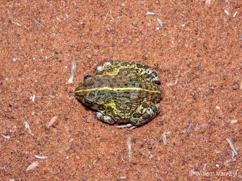 Image of African Bullfrog