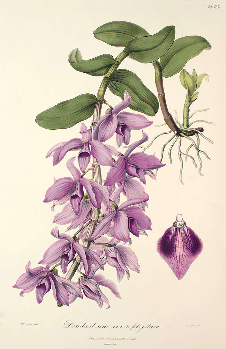 Plancia ëd Dendrobium anosmum Lindl.