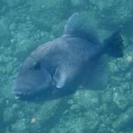 Image of Blunthead triggerfish