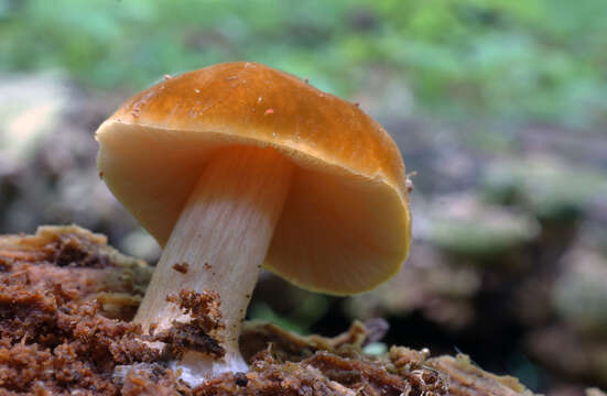 Image of Pluteus flavofuligineus G. F. Atk. 1902