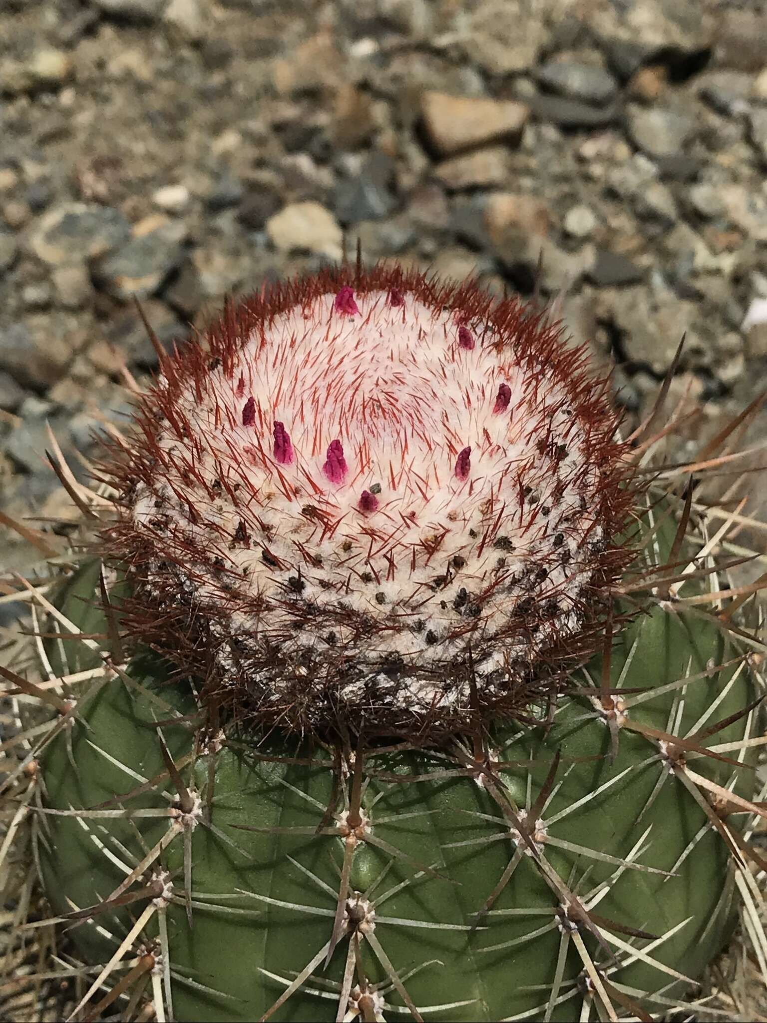 Image of Melocactus harlowii (Britton & Rose) Vaupel