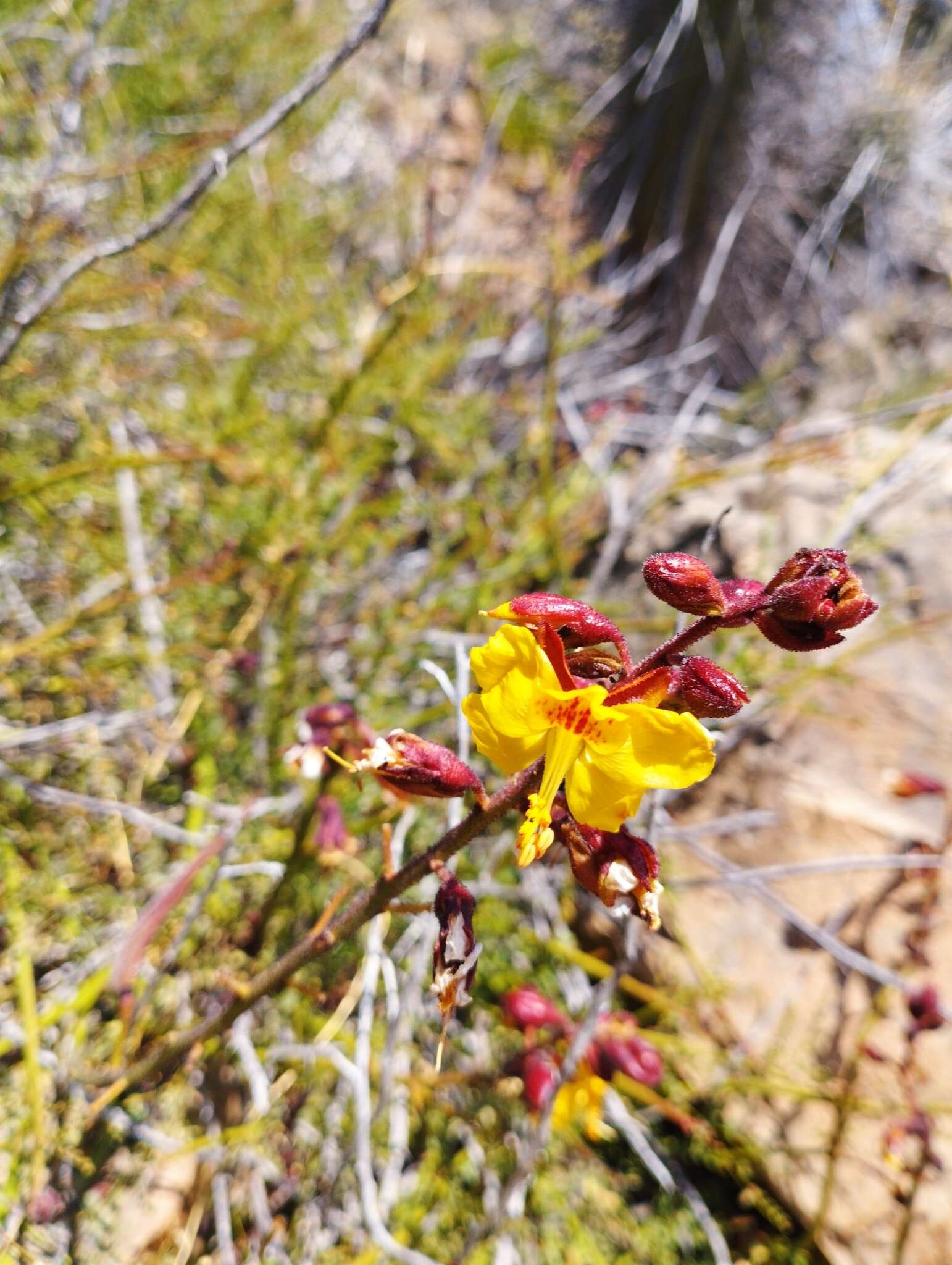 Image of <i>Erythrostemon angulatus</i>