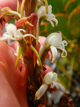 Image of Satyrium candidum Lindl.