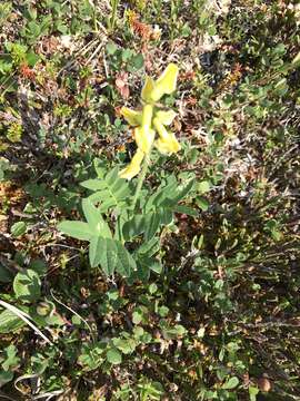 Image of tundra milkvetch