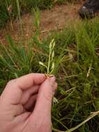 Image of Eulophia hians var. nutans (Sond.) S. Thomas