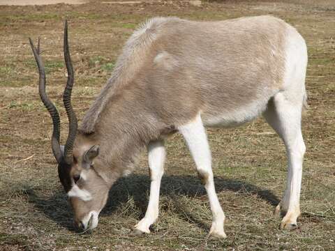 Image of Addax