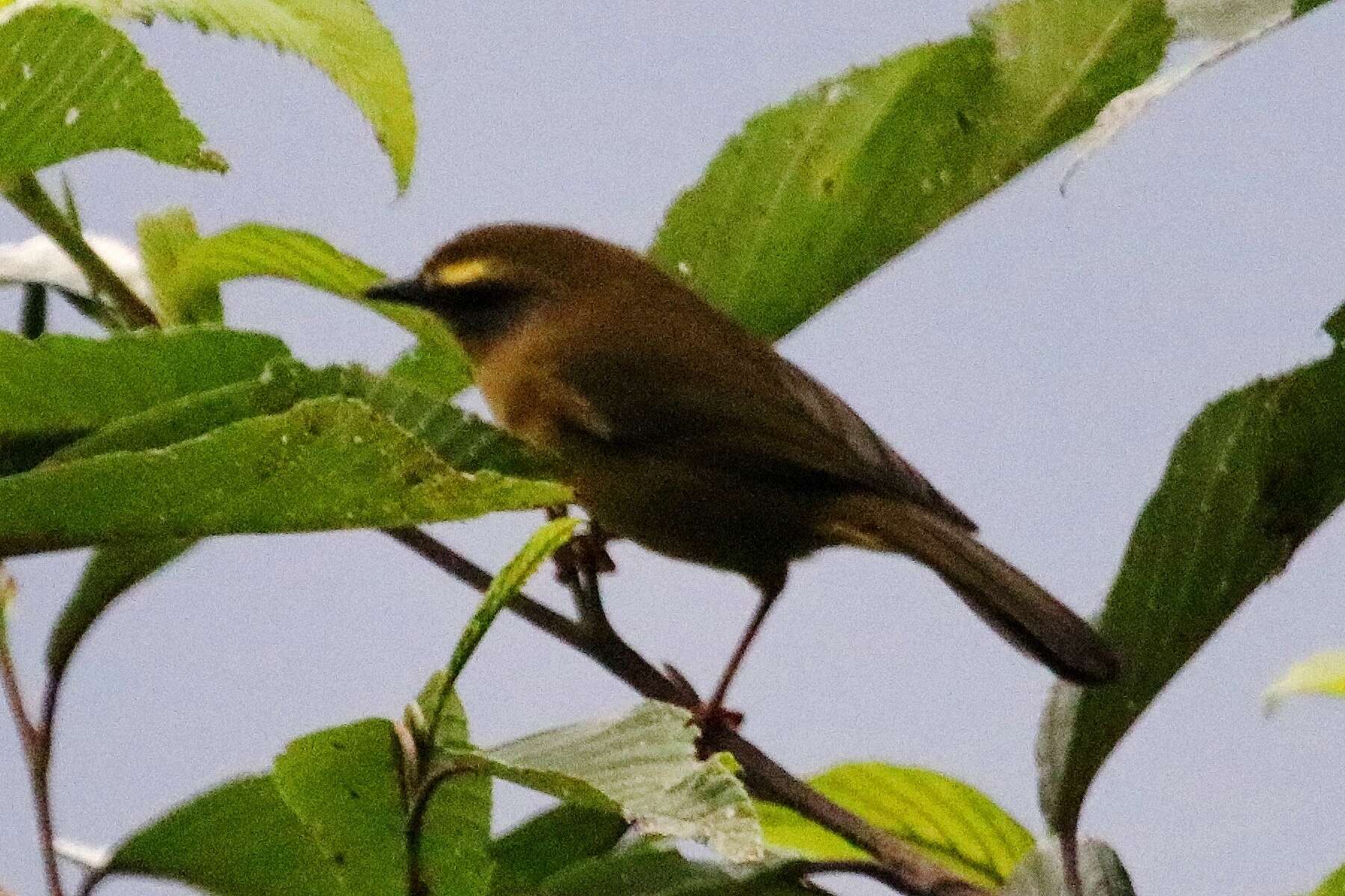 Image of Citrine Warbler