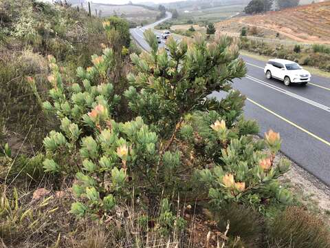 Image of Leucadendron globosum (Kennedy ex Andrews) I. Williams