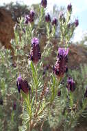 Imagem de Lavandula stoechas L.