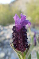 Image of French lavender