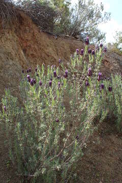 Imagem de Lavandula stoechas L.