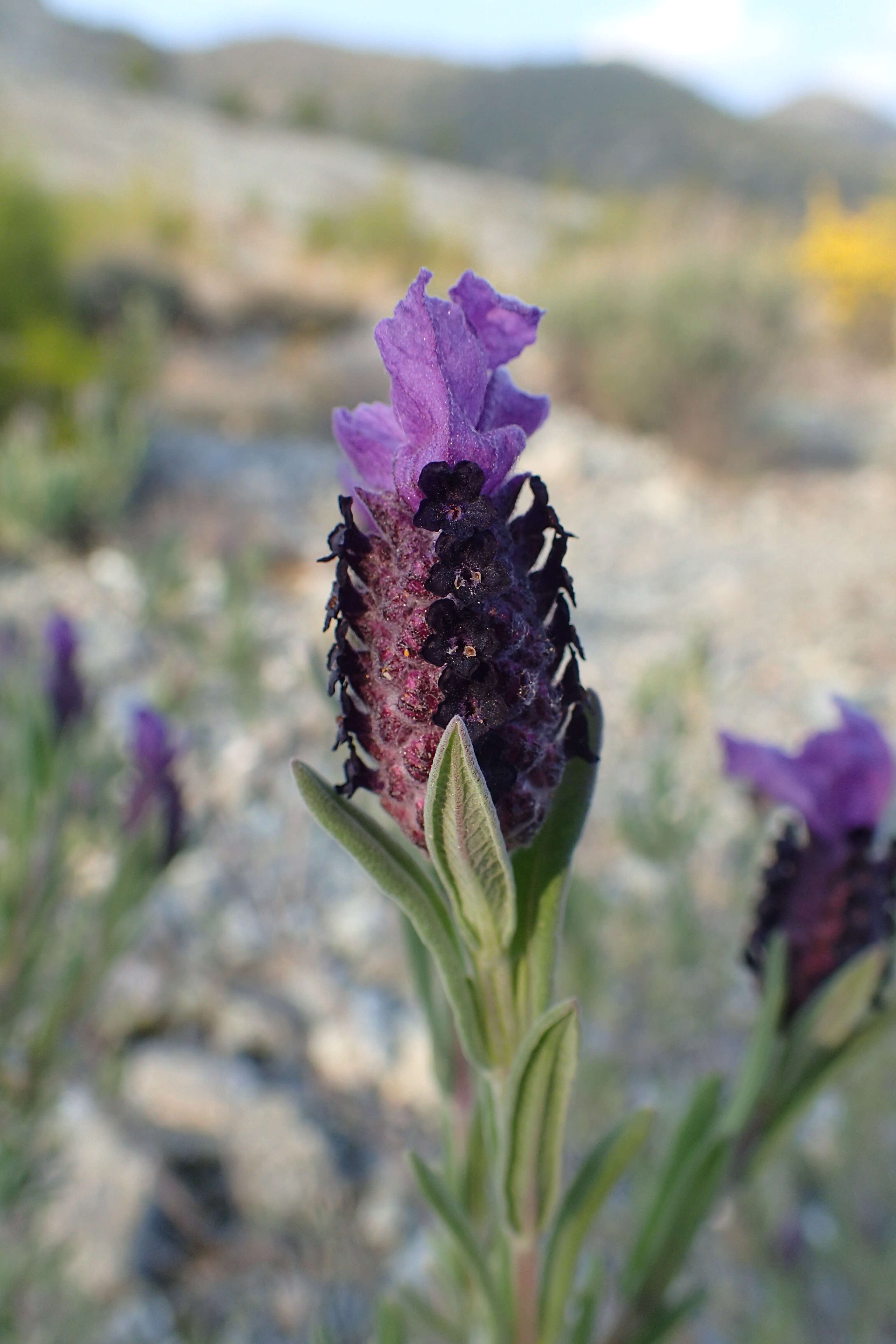 Imagem de Lavandula stoechas L.