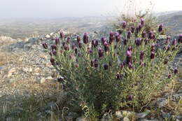 Image of French lavender