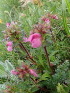 Imagem de Pedicularis rostratocapitata Crantz